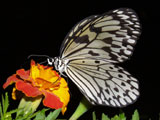Idea leuconoe