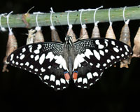 Papilio demoleus