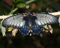 Papilio lowi