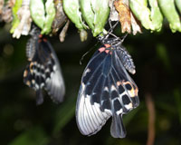 Papilio lowi