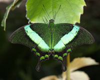 Papilio palinurus