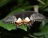 Papilio polytes