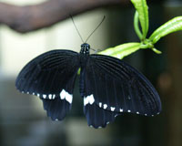 Papilio polytes