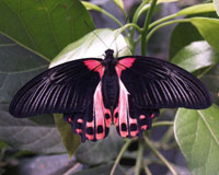 Papilio rumanzovia